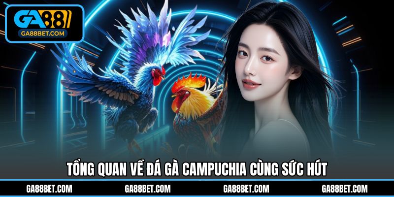 Tổng quan về đá gà Campuchia cùng sức hút